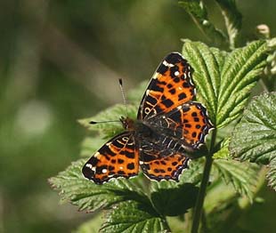 Nldesommerfugl, Araschina levana. Vemmetofte skove, d. 5 maj 2007. Fotograf Lars Andersen