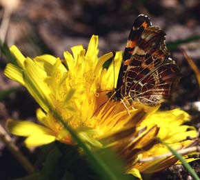 Nældesommerfugl, Araschina levana. Krageskov, d. 5 maj 2007. Fotograf Lars Andersen