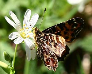 Nldesommerfugl, Araschina levana. Lellinge Frihed, d. 8 maj 2007. Fotograf Lars Andersen