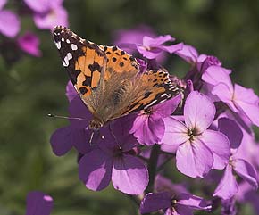 Tidselsommerfugl Vanessa cardui p Vellugtende Aftenstjerne, Hesperis matronalis. Vedbk d. 5/6 2007. Fotograf: Lars Andersen