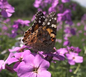 Tidselsommerfugl Vanessa cardui p Vellugtende Aftenstjerne, Hesperis matronalis. Vedbk d. 5/6 2007. Fotograf: Lars Andersen