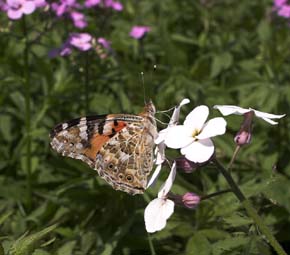 Tidselsommerfugl Vanessa cardui p Vellugtende Aftenstjerne, Hesperis matronalis. Vedbk d. 5/6 2007. Fotograf: Lars Andersen