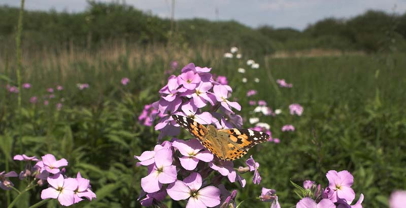 Tidselsommerfugl, Vanessa cardui p Vellugtende Aftenstjerne, Hesperis matronalis. Vedbk d. 5/6 2007. Fotograf: Lars Andersen