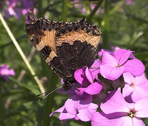 Nldens takvinge, Aglais urticae  p Vellugtende Aftenstjerne, Hesperis matronalis. Vedbk d. 5/6 2007. Fotograf: Lars Andersen