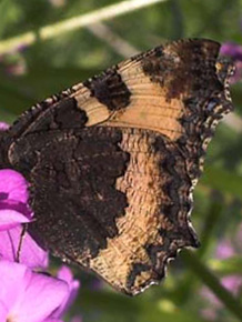 Nældens takvinge, Aglais urticae på Vellugtende Aftenstjerne, Hesperis matronalis. Vedbæk d. 5/6 2007. Fotograf: Lars Andersen