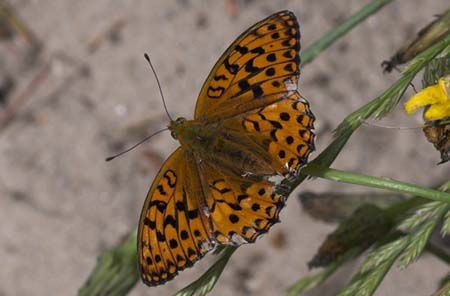 Skovperlemorsommerfugl, Argynnis adippe. Skiveren, Vendsyssel. d. 8juli 2007. Fotograf: Jan Eske Schmidt