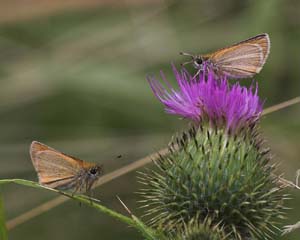 Stregbredpande, Thymelicus lineola. Fotograferet med en håndholdt Canon 300 mm bl. 4 objektiv med billedestabilisator, nærgrænse 1,5 meter! I gråvejr! Pinseskoven, Amager. d. 24 juli 2007. Fotograf: Lars Andersen
