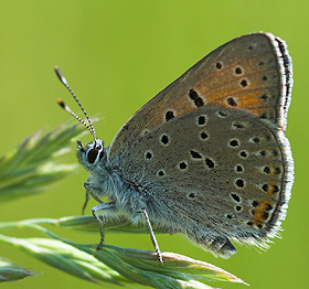 Violetrandet ildfugl. Lycaena hippothoe han.  Brandbjerg d. 10 juni 2007. Fotograf: Trolls Melgaard