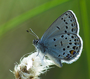 Bølleblåfugl, Vacciniina optilete Bøllemose d. 10 juni 2007. Fotograf: Trolls Melgaard