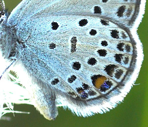 Bølleblåfugl, Vacciniina optilete Bøllemose d. 10 juni 2007. Fotograf: Trolls Melgaard