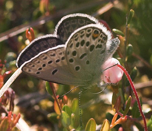 Bølleblåfugl, Vacciniina optilete Holmegårds mose. d. 11 juni 2007. Fotograf: Lars Andersen