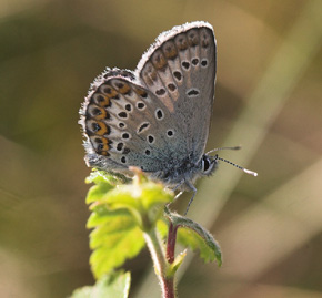 Foranderlig blfugl, Plebejus idas han. Holmegrds mose d. 11 juni 2007. Fotograf: Lars Andersen