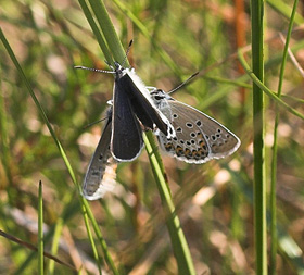 Foranderlig blfugl, Plebejus idas han. Holmegrds mose d. 11 juni 2007. Fotograf: Lars Andersen