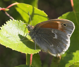 Moserandje, Coenonympha tullia. Holmegrds mose d. 11 juni 2007. Fotograf: Lars Andersen