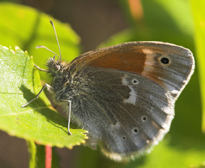 Moserandøje, Coenonympha tullia. Holmegårds mose d. 11 juni 2007. Fotograf: Lars Andersen