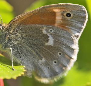 Moserandøje, Coenonympha tullia. Holmegårds mose d. 11 juni 2007. Fotograf: Lars Andersen