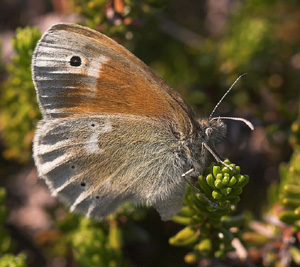 Moserandje, Coenonympha tullia. Holmegrds mose d. 11 juni 2007. Fotograf: Lars Andersen