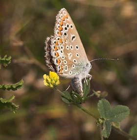Almindelig blåfugl Polyommatus icarus hun der lægger æg på Humlesneglebælg. Baneterrænnet, Rødby havn, Lolland d. 7 august 2007. Fotograf: Lars Andersen