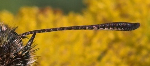 Stregbredpande, Thymelicus lineola hun. Prvestenen, Amager d. 12 august 2007. Fotograf: Lars Andersen