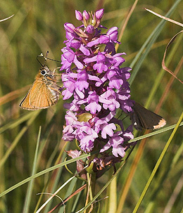 Stregbredpande, Thymelicus lineola. Siddende p Ttblomstrede trdspore med pollinier p snablen. Veddinge bakker, Vestsjlland d. 25 juli 2007. Fotograf: Lars Andersen