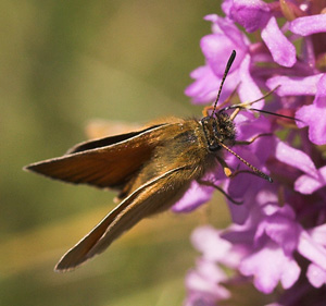 Stregbredpande, Thymelicus lineola. Siddende p Ttblomstrede trdspore. Veddinge bakker, Vestsjlland d. 25 juli 2007. Fotograf: Lars Andersen