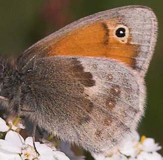 Okkergul randøje, Coenonympha pamphilus. Veddinge bakker. d. 25 juli 2007. Fotograf: Lars Andersen