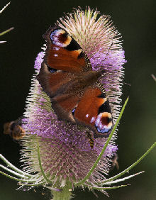 Dagpåfugleøje, Inachis io. Kongelunden, Amager. Er fotograferet med en Canon 300 mm Bl.: F/4 tele med nærgrænse: 1,5 meter. d. 26 juli 2007. Fotograf: Lars Andersen