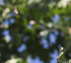 Blåhale, Quercusia quercus. Sonnerup skov. 29 juli 2007. Fotograf: Lars Andersen