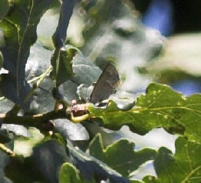 Blåhale, Quercusia quercus. Sonnerup skov. 29 juli 2007. Fotograf: Lars Andersen