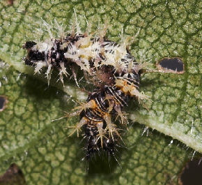 Det hvide C, Polygonia c-album. Slangerup. d. 13 august 2007. Fotograf: Lars Andersen