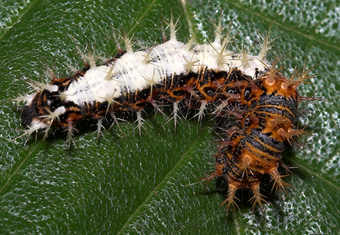 Det hvide C, Polygonia c-album larve p Elm. Slangerup. d. 13 august 2007. Fotograf: Lars Andersen