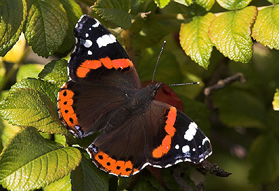 Admiral, Vanessa atalanta. Lil. Salby, Kge. d. 1 September 2007. Fotograf: Lars Andersen