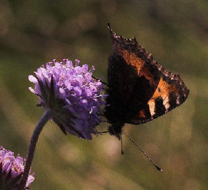 Nldens takvinge, Aglais urticae p Djvelsbid, Succisa pratensis. Bastrup s. D. 22 August 2007. Fotograf: Lars Andersen