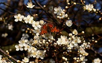 Det hvide C, Polygonia c-album på Mirabel. Viemose skov, Sydsjælland. d. 26 marts 2007. Fotograf: Lars Andersen