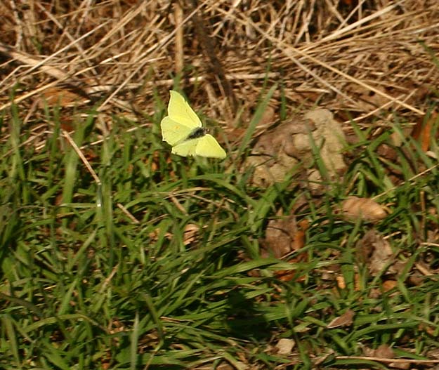 Citronsommerfugl, Gonepteryx rhamni han på jagt efter en hun. Viemose skov, Sydsjælland. d. 26 Marts 2007. Fotograf: Lars Andersen