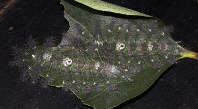 Er der nogen der kender disse larver fra sydamerika? coll. Per Stadel. Zoologisk Museum, København d. 13 september 2007. Fotograf: Lars Andersen