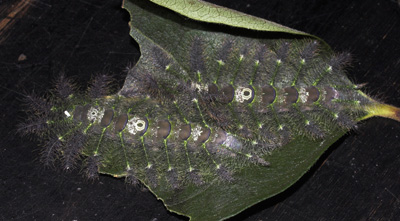 Er der nogen der kender disse larver fra sydamerika? coll. Per Stadel. Zoologisk Museum, Kbenhavn d. 13 september 2007. Fotograf: Lars Andersen