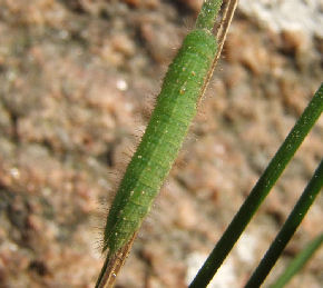 Vejrandøje, Lasiommata megera larve. Sonnerup skov. d. 1 februar 2005. Fotograf: Martin Bjerg