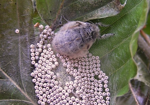 Lille Penselspinder, Orgyia antiqua hun med ghob som kommer fra en klkning. Bt Plantage, Falster d. 15. juli 2007. Fotograf; Erik Steen Larsen