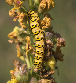 Kongelys Htteugle, Cucullia lychnitis larve p Mrk Kongelys, Verbascum nigrum. Krenkerup, Lolland d. 6 august 2007. Fotograf: Lars Andersen