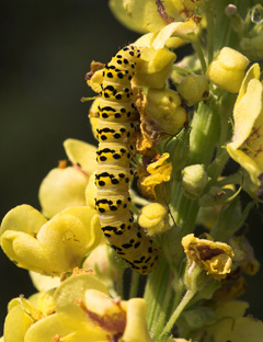 Kongelys Htteugle, Cucullia lychnitis larve p Mrk Kongelys, Verbascum nigrum. Krenkerup, Lolland d. 6 august 2007. Fotograf: Lars Andersen