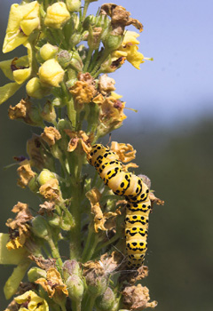 Kongelys Htteugle, Cucullia lychnitis larve p Mrk Kongelys, Verbascum nigrum. Krenkerup, Lolland d. 6 august 2007. Fotograf: Lars Andersen