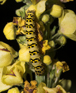 Kongelys Htteugle, Cucullia lychnitis larve p Mrk Kongelys, Verbascum nigrum. Krenkerup, Lolland d. 6 august 2007. Fotograf: Lars Andersen