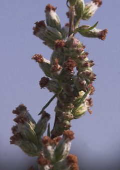 Malurt Hætteugle, Cucullia artemisiae larve på Gråbynke, Artemisia vulgaris. Fuglsang, Lolland d. 7 august 2007. Fotograf: Lars Andersen