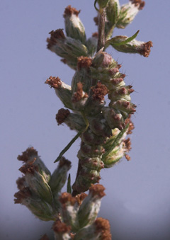 Malurt Htteugle, Cucullia artemisiae larve p Grbynke, Artemisia vulgaris. Fuglsang, Lolland d. 7 august 2007. Fotograf: Lars Andersen