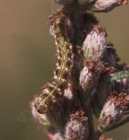 Cucullia absinthii larve på Gråbynke, Artemisia vulgaris. Fuglsang, Lolland d. 7 august 2007. Fotograf: Lars Andersen