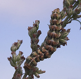 Cucullia absinthii larve p Grbynke, Artemisia vulgaris. Holtug Kalkbrud, Stevns. d. 18 august 2007. Fotograf: Lars Andersen