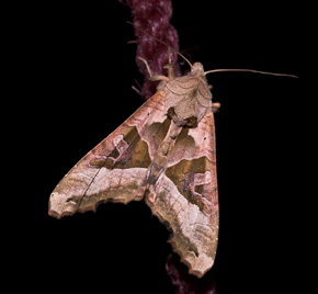 Agatugle, Phlogophora meticulosa. Ulvshale 18 august 2007. Fotograf:  Lars Andersen