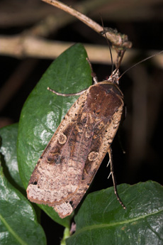 Smutugle, Noctua pronuba. Ulvshale 18 august 2007. Fotograf:  Lars Andersen