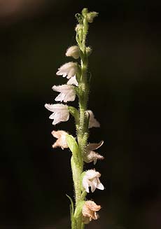 Knærod, Goodyera repens. Tisvilde Hegn d. 20 juli 2007. Fotograf: Lars Andersen